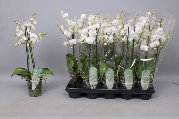 <h4>PHAL MF OV WIT</h4>