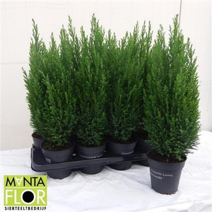 Chamaecyparis lawsoniana 'Ellwoodii'