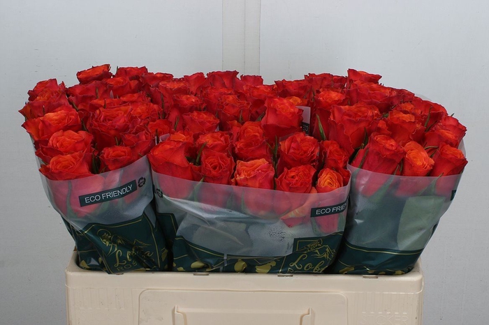 <h4>Rosa GR 'Devoted'</h4>