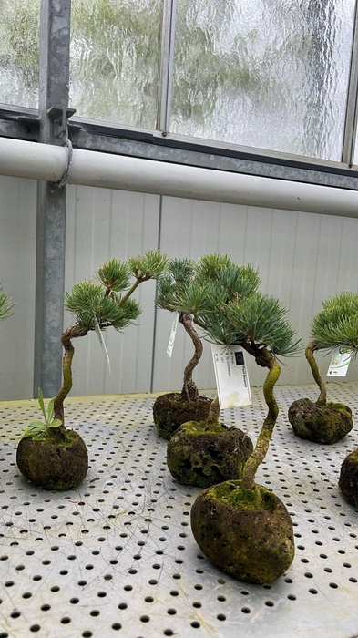 <h4>Pinus parviflora, rock pot</h4>