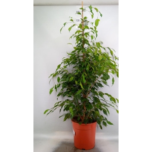 Ficus benja. 'Exotica'