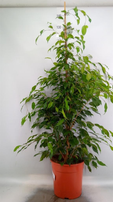 <h4>Ficus benja. 'Exotica'</h4>