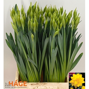 NARC DU GOLDEN DUCAT