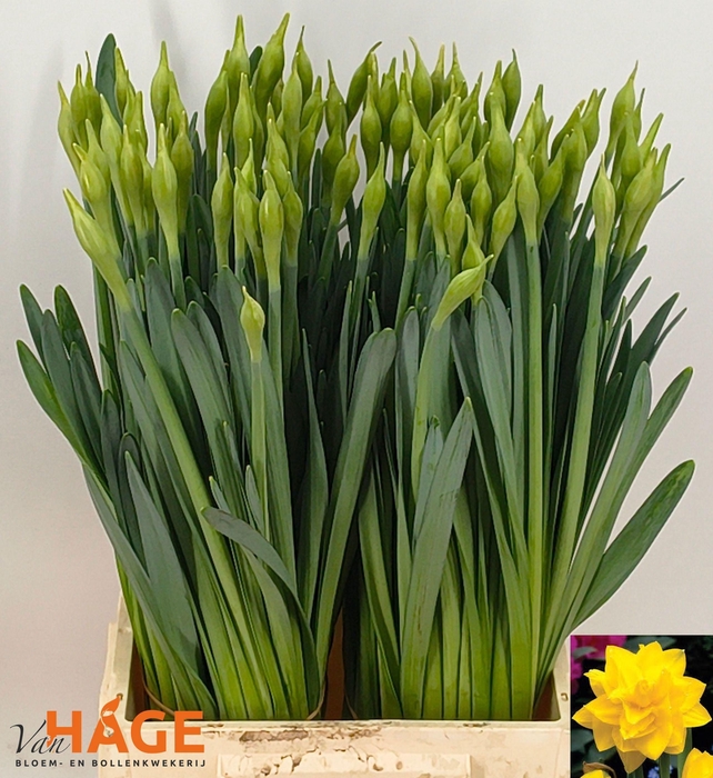 <h4>NARC DU GOLDEN DUCAT</h4>