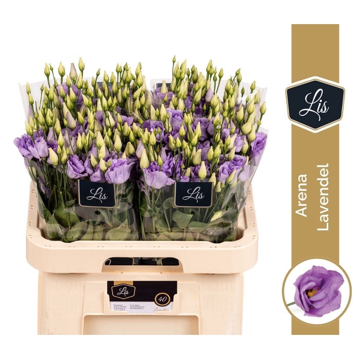 <h4>EUS G ARENA LAVENDER</h4>