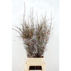 CHAENOMELES SUPERBA PINK 110CM