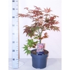 Acer Pa Atropurpureu