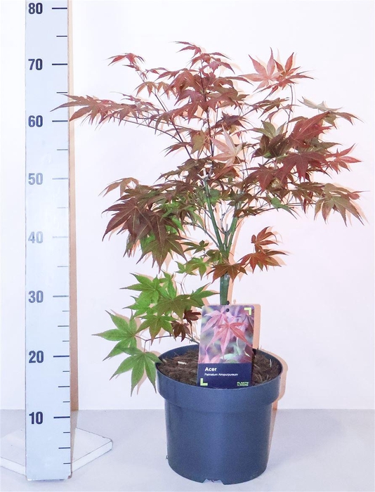 Acer Pa Atropurpureu