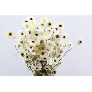 Dried Acroclinium Nat White Bunch