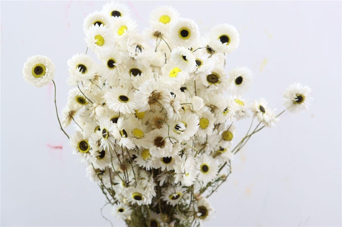 Dried Acroclinium Nat White Bunch