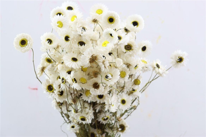 Dried Acroclinium Nat White Bunch