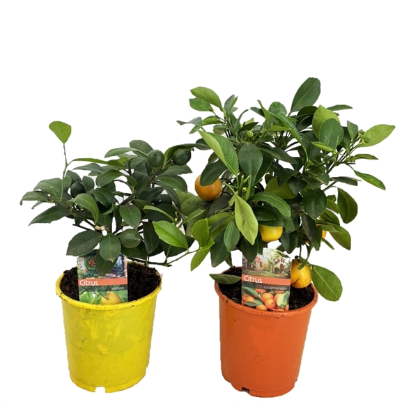<h4>Citrus mix</h4>