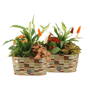 41578: Treasure time arrangement