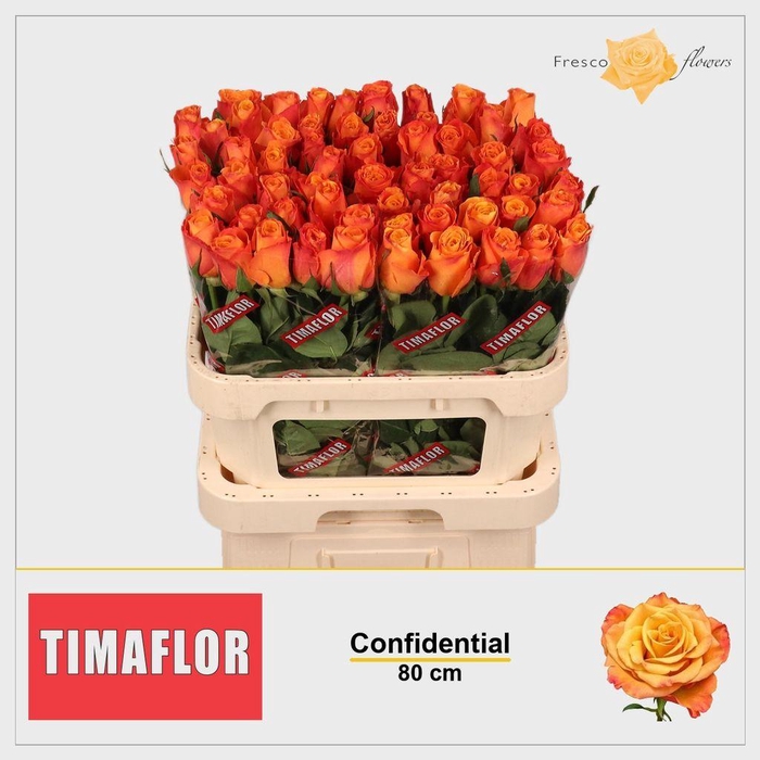 <h4>Rosa large confidential</h4>