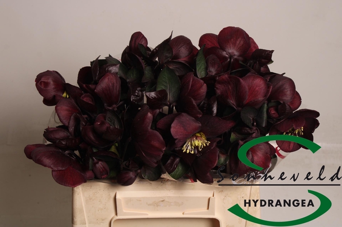 <h4>HELL AAR NORA RED</h4>