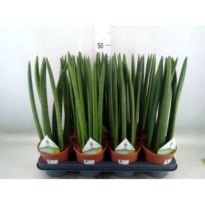 Sansevieria cyl.  ...