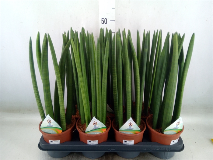 <h4>Sansevieria cyl.  ...</h4>