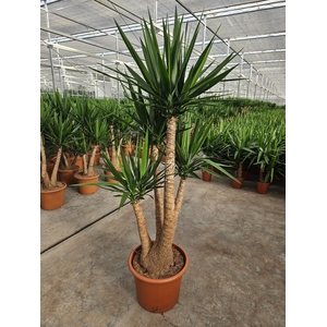 Yucca elephantipes 3+ armen