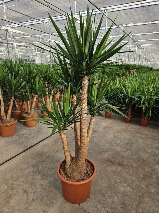 <h4>Yucca elephantipes 3+ armen</h4>