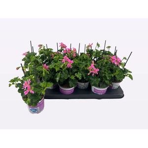 PEL PELT BALKON LILA