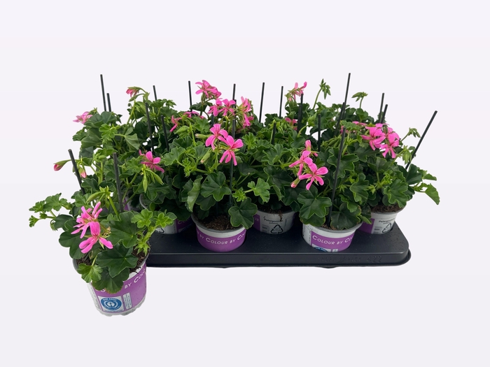 <h4>PEL PELT BALKON LILA</h4>