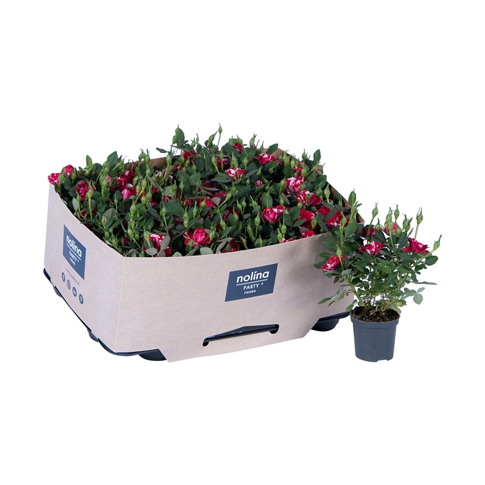 <h4>Nolina Special Roses Ø 7 cm Gigi with tray collar</h4>