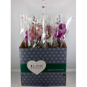 Phalaenopsis   ...mix