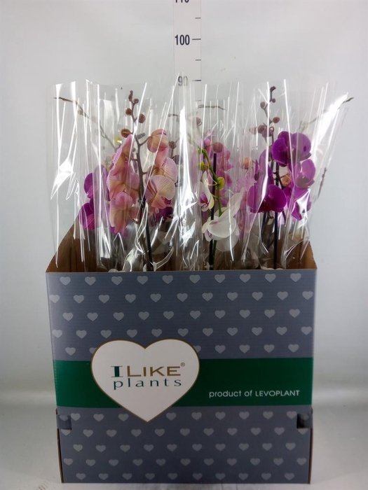 <h4>Phalaenopsis   ...mix</h4>