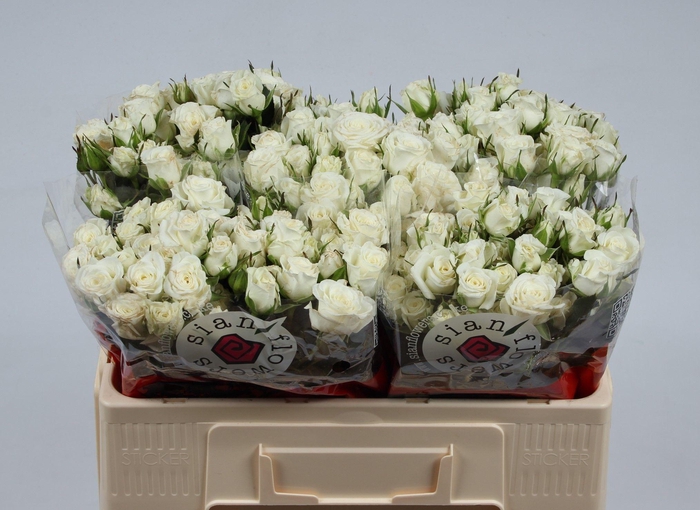 <h4>R TR SNOWY BLOSSOMS</h4>