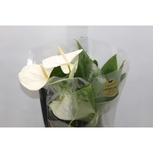 ANTHURIUM ALASKA P17 PREMIUM