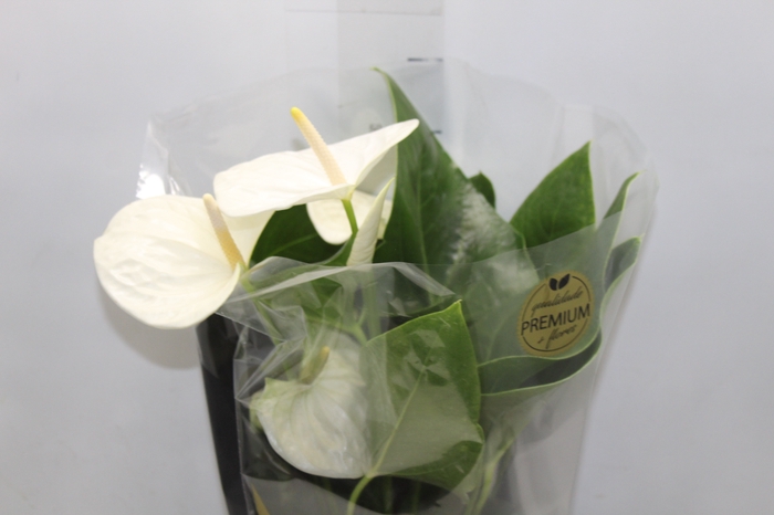 <h4>ANTHURIUM ALASKA P17 PREMIUM</h4>