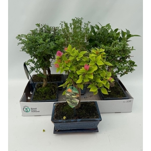 Bonsai Gem