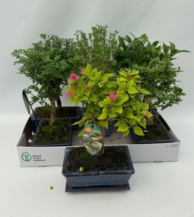 <h4>Bonsai Gem</h4>