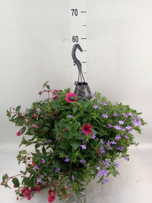 <h4>Hanging plant   ...</h4>