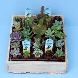 <h4>Bio Succulenten mini 220-MISUMI</h4>