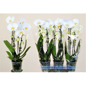 PHAL EL CASCADE