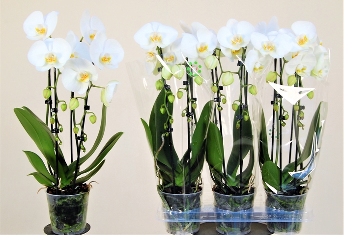 <h4>PHAL EL CASCADE</h4>