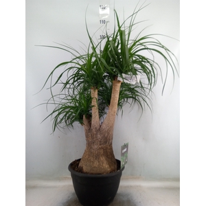 Beaucarnea recurvata