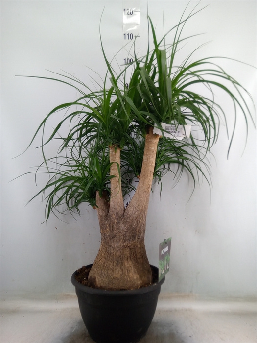 <h4>Beaucarnea recurvata</h4>