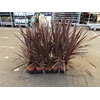 CORD AUS RED STAR