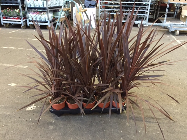 CORD AUS RED STAR