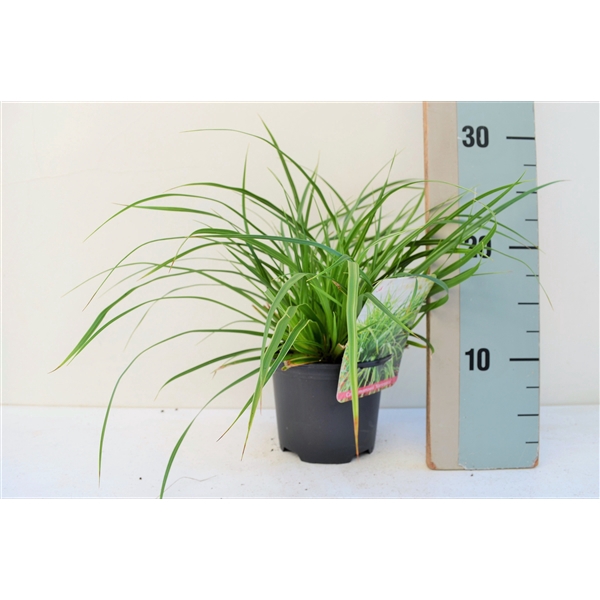 <h4>Carex Morrowii Variegata</h4>