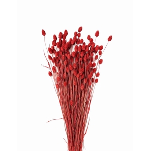 Dried Phalaris X5 Ferrari Red Bunch