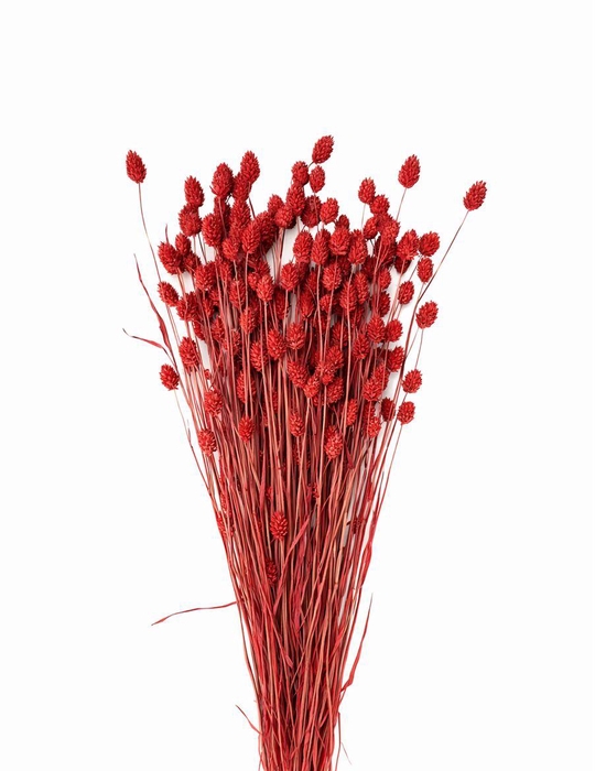 <h4>Dried Phalaris X5 Ferrari Red Bunch</h4>
