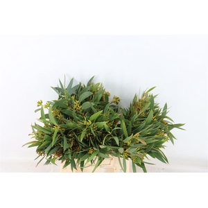 Euca Amber Nut Berry 40cm