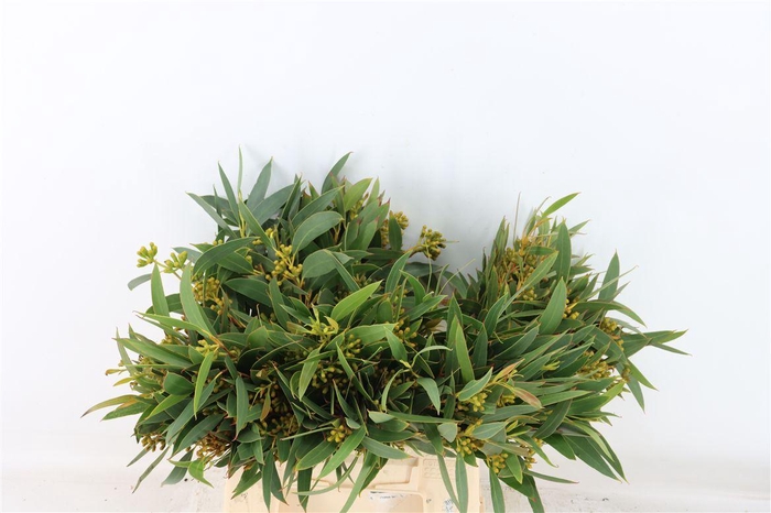 <h4>Euca Amber Nut Berry 40cm</h4>