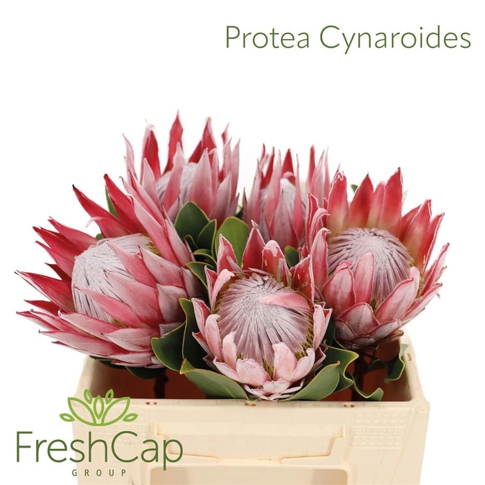 <h4>PROTEA CYNAROIDES</h4>