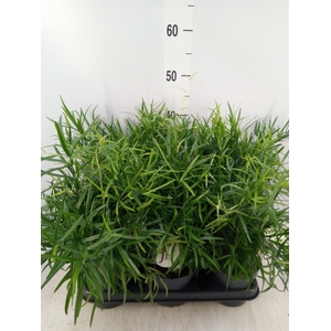 Asparagus falcatus