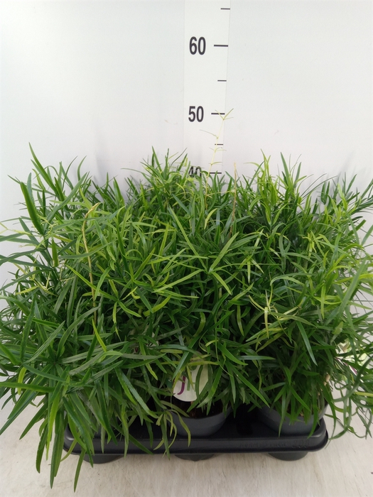 <h4>Asparagus falcatus</h4>