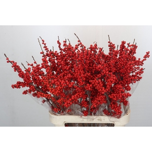 Ilex Verticillata Red